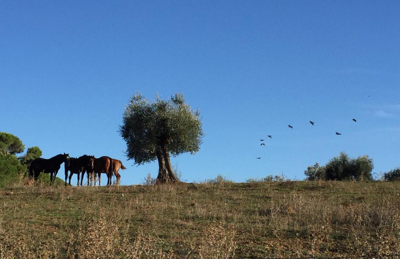 Agriturismo La Valentina Nuova Villa Talamone Eksteriør billede