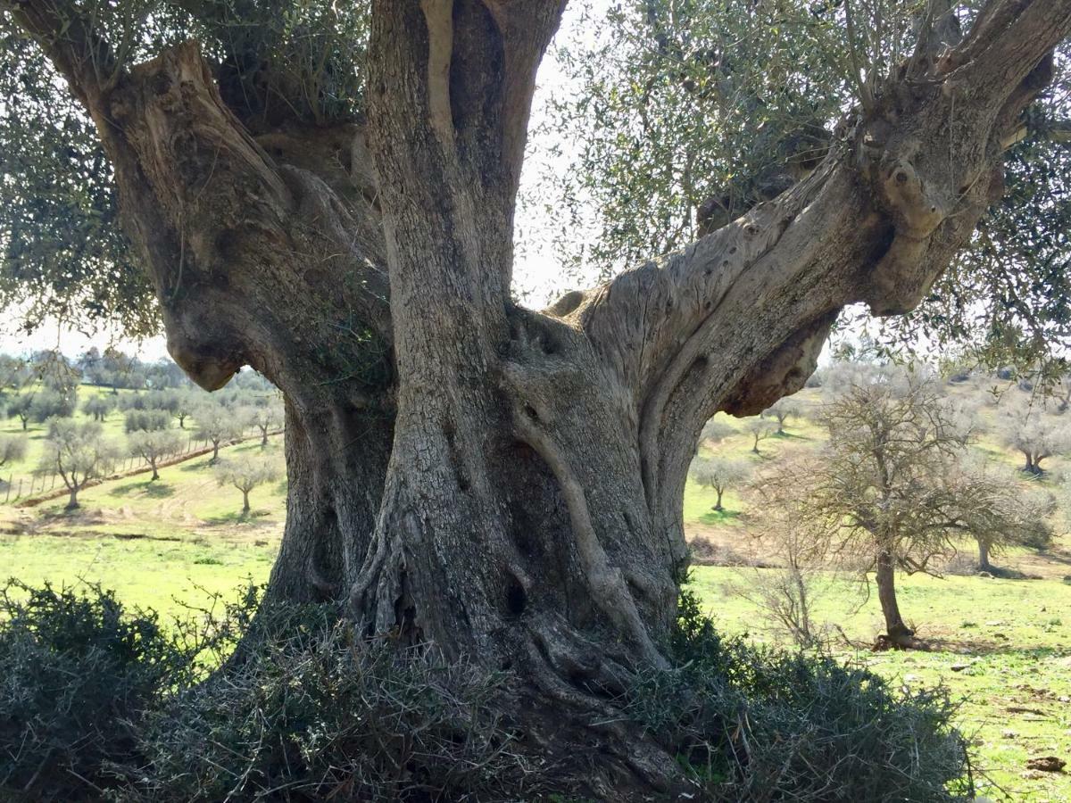 Agriturismo La Valentina Nuova Villa Talamone Eksteriør billede