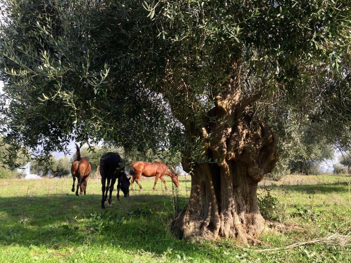 Agriturismo La Valentina Nuova Villa Talamone Eksteriør billede